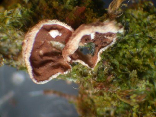 Chromocyphella muscicola